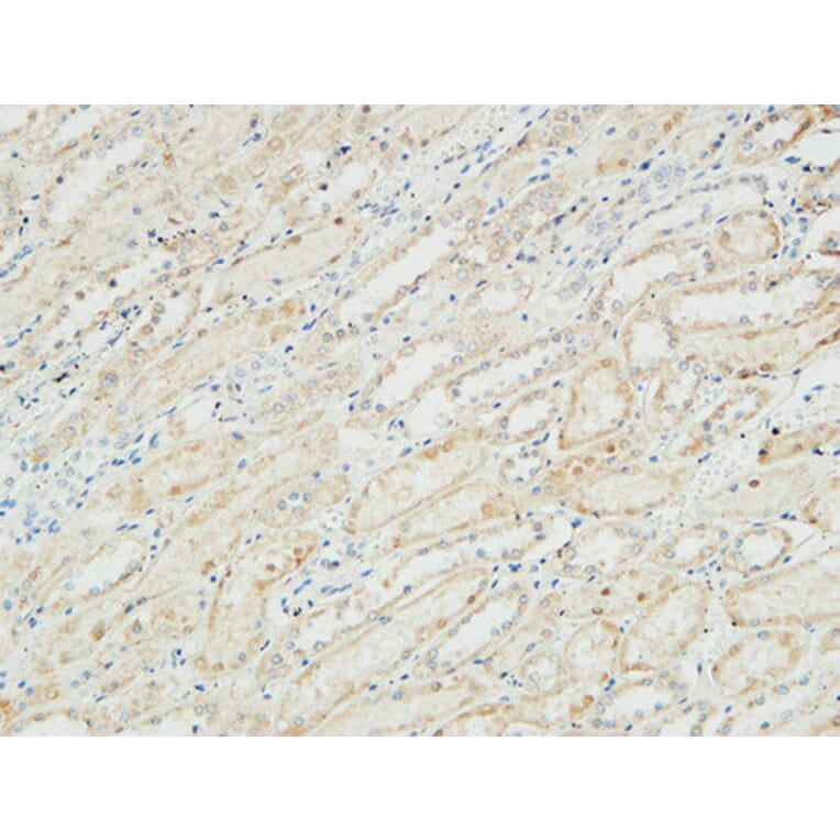 Immunohistochemistry - Anti-ATPase Antibody (B0458) - Antibodies.com