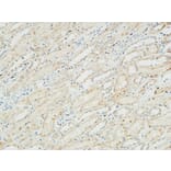 Immunohistochemistry - Anti-ATPase Antibody (B0458) - Antibodies.com