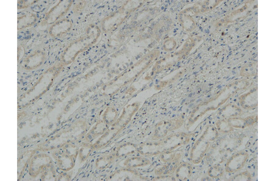 Immunohistochemistry - Anti-ATPase Antibody (B0458) - Antibodies.com