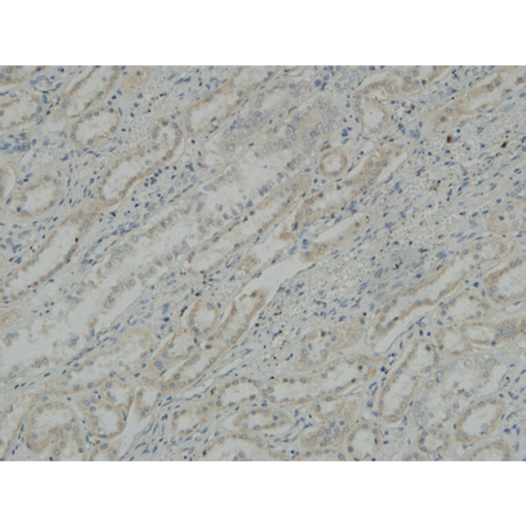 Immunohistochemistry - Anti-ATPase Antibody (B0458) - Antibodies.com