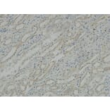 Immunohistochemistry - Anti-ATPase Antibody (B0458) - Antibodies.com