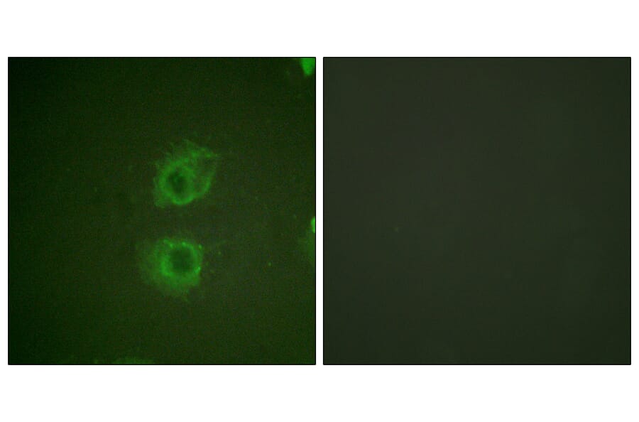 Immunofluorescence - Anti-HER3 Antibody (B0944) - Antibodies.com