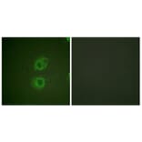 Immunofluorescence - Anti-HER3 Antibody (B0944) - Antibodies.com