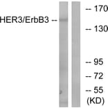 Western Blot - Anti-HER3 Antibody (B0944) - Antibodies.com