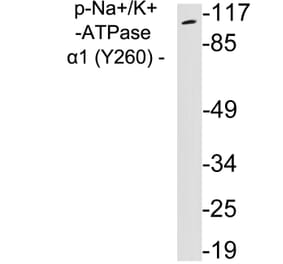 Western Blot - Anti-alpha 1 Sodium Potassium ATPase (phospho Tyr260) Antibody (P12-1036) - Antibodies.com