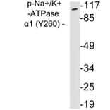 Western Blot - Anti-alpha 1 Sodium Potassium ATPase (phospho Tyr260) Antibody (P12-1036) - Antibodies.com