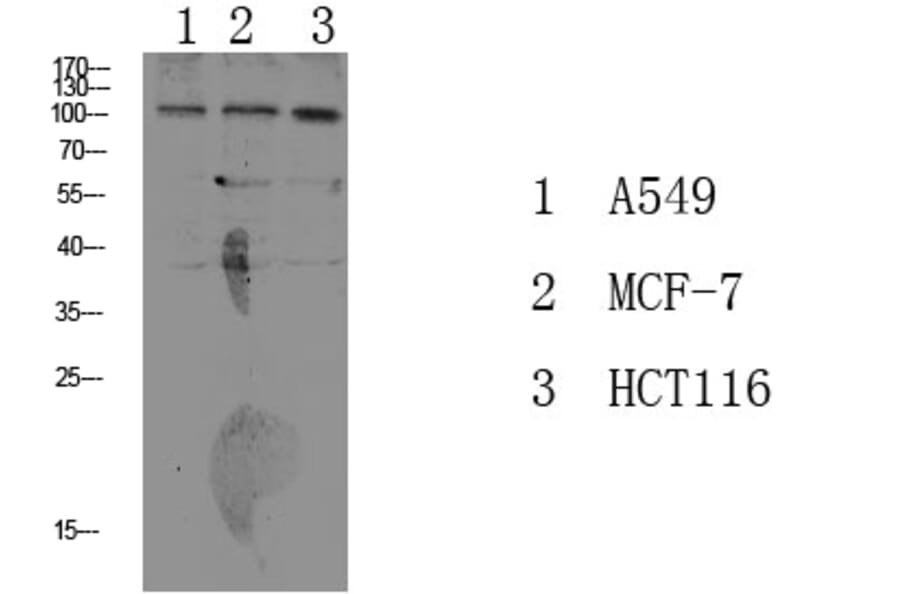 Western Blot - Anti-alpha 1 Sodium Potassium ATPase (phospho Tyr260) Antibody (P12-1036) - Antibodies.com