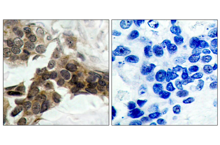 Immunohistochemistry - Anti-I kappa B alpha (phospho Ser32 + Ser36) Antibody (A7124) - Antibodies.com