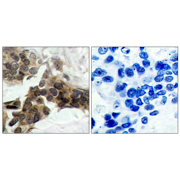 Immunohistochemistry - Anti-I kappa B alpha (phospho Ser32 + Ser36) Antibody (A7124) - Antibodies.com