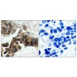 Immunohistochemistry - Anti-I kappa B alpha (phospho Ser32 + Ser36) Antibody (A7124) - Antibodies.com