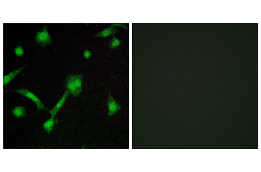 Immunofluorescence - Anti-I kappa B alpha (phospho Ser32 + Ser36) Antibody (A7124) - Antibodies.com