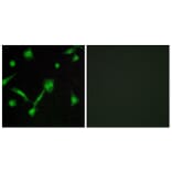 Immunofluorescence - Anti-I kappa B alpha (phospho Ser32 + Ser36) Antibody (A7124) - Antibodies.com