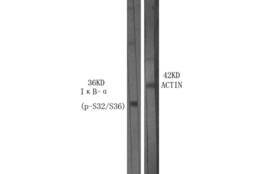 Western Blot - Anti-I kappa B alpha (phospho Ser32 + Ser36) Antibody (A7124) - Antibodies.com