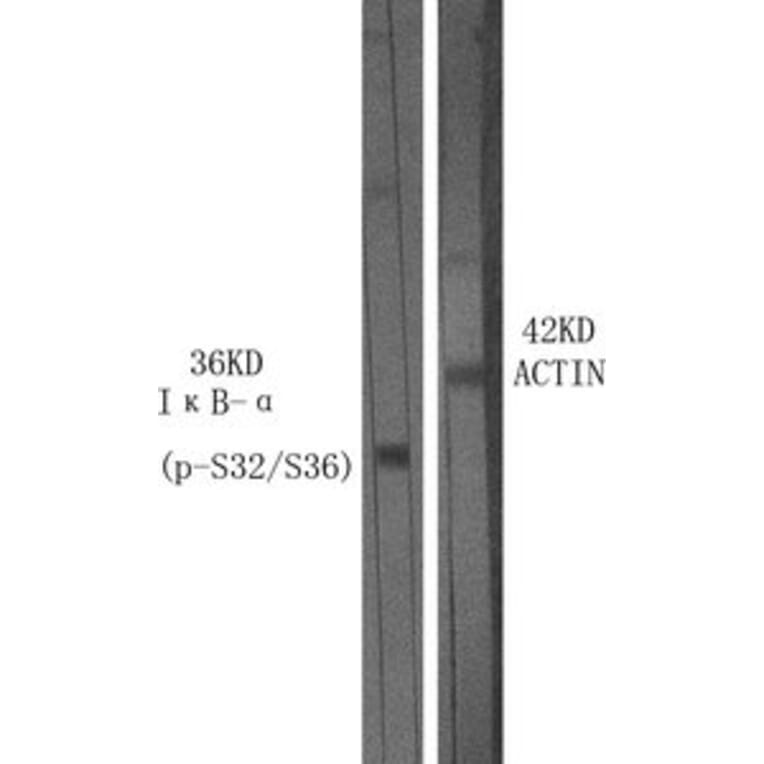 Western Blot - Anti-I kappa B alpha (phospho Ser32 + Ser36) Antibody (A7124) - Antibodies.com