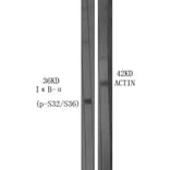 Western Blot - Anti-I kappa B alpha (phospho Ser32 + Ser36) Antibody (A7124) - Antibodies.com
