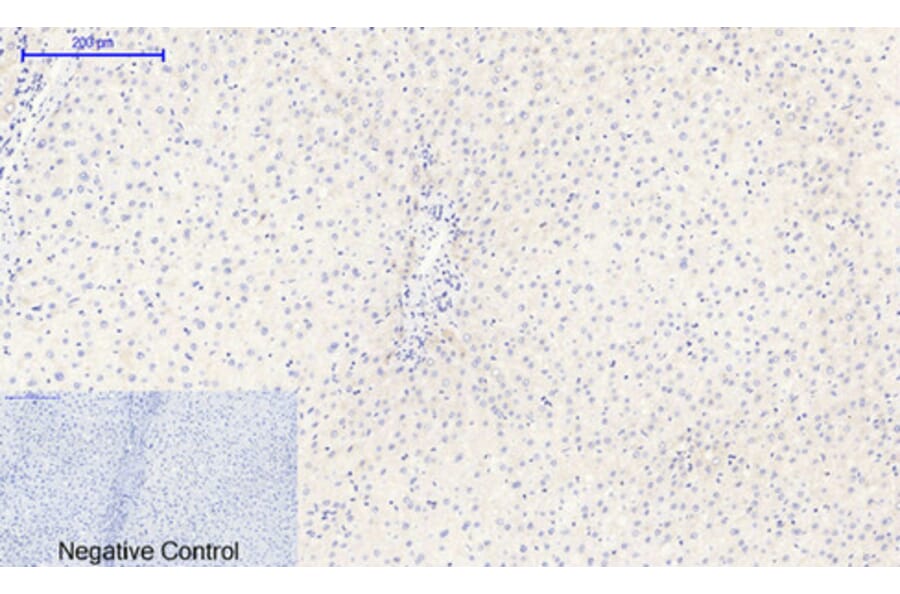 Immunohistochemistry - Anti-I kappa B alpha (phospho Ser32 + Ser36) Antibody (A7124) - Antibodies.com