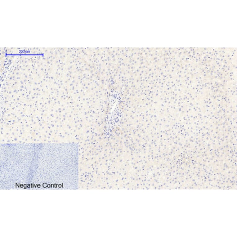 Immunohistochemistry - Anti-I kappa B alpha (phospho Ser32 + Ser36) Antibody (A7124) - Antibodies.com