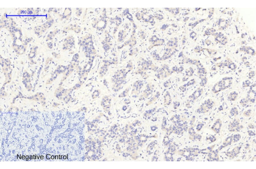 Immunohistochemistry - Anti-I kappa B alpha (phospho Ser32 + Ser36) Antibody (A7124) - Antibodies.com