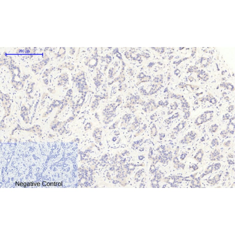 Immunohistochemistry - Anti-I kappa B alpha (phospho Ser32 + Ser36) Antibody (A7124) - Antibodies.com