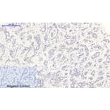 Immunohistochemistry - Anti-I kappa B alpha (phospho Ser32 + Ser36) Antibody (A7124) - Antibodies.com