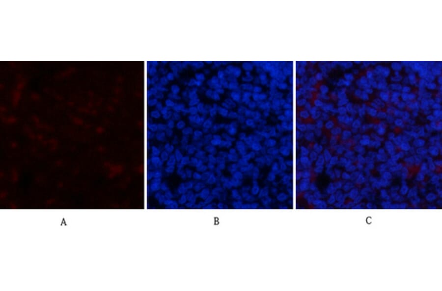 Immunofluorescence - Anti-I kappa B alpha (phospho Ser32 + Ser36) Antibody (A7124) - Antibodies.com