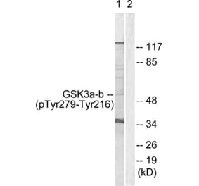 Western Blot - Anti-GSK3 alpha + beta (phospho Tyr279 + Tyr216) Antibody (A0012) - Antibodies.com