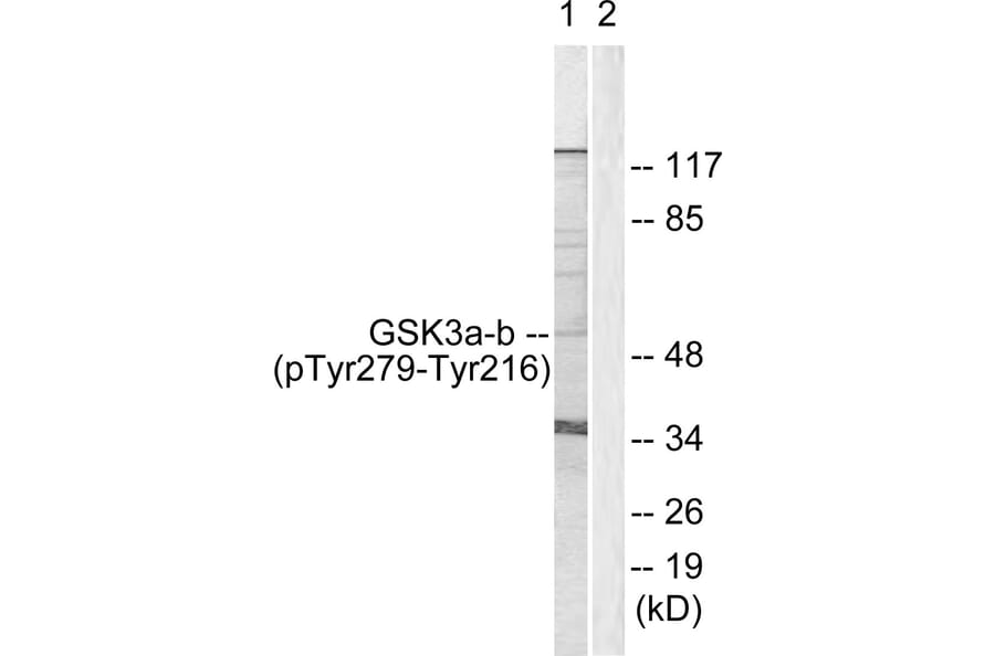 Western Blot - Anti-GSK3 alpha + beta (phospho Tyr279 + Tyr216) Antibody (A0012) - Antibodies.com