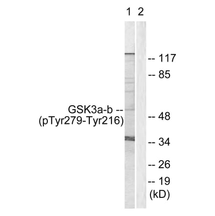 Western Blot - Anti-GSK3 alpha + beta (phospho Tyr279 + Tyr216) Antibody (A0012) - Antibodies.com