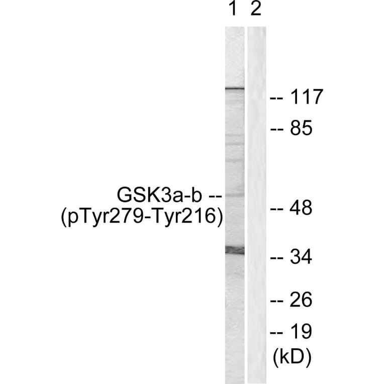 Western Blot - Anti-GSK3 alpha + beta (phospho Tyr279 + Tyr216) Antibody (A0012) - Antibodies.com