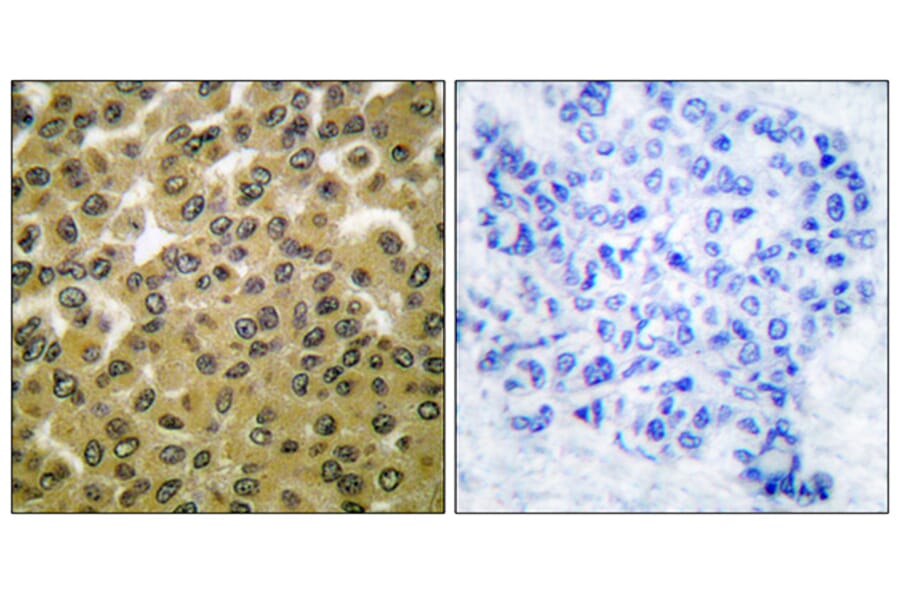 Immunohistochemistry - Anti-GSK3 alpha + beta (phospho Tyr279 + Tyr216) Antibody (A0012) - Antibodies.com