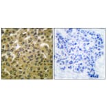 Immunohistochemistry - Anti-GSK3 alpha + beta (phospho Tyr279 + Tyr216) Antibody (A0012) - Antibodies.com