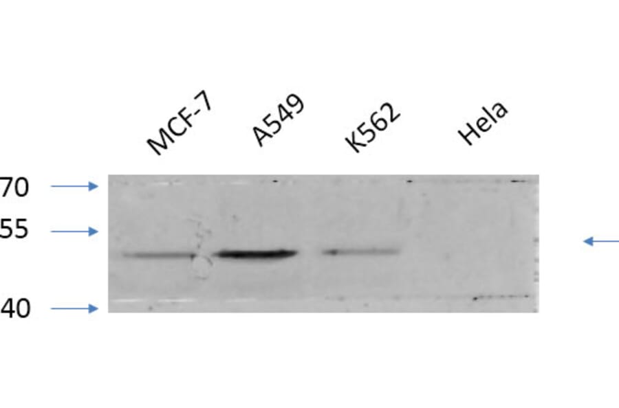Western Blot - Anti-GSK3 alpha + beta (phospho Tyr279 + Tyr216) Antibody (A0012) - Antibodies.com