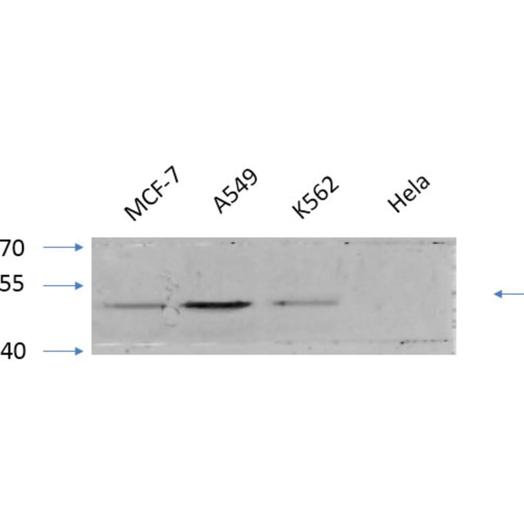 Western Blot - Anti-GSK3 alpha + beta (phospho Tyr279 + Tyr216) Antibody (A0012) - Antibodies.com