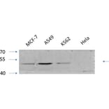 Western Blot - Anti-GSK3 alpha + beta (phospho Tyr279 + Tyr216) Antibody (A0012) - Antibodies.com