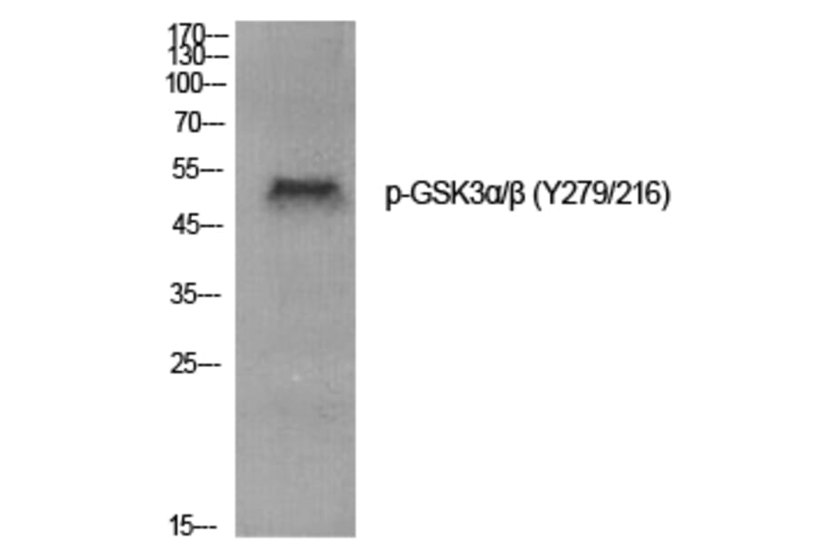 Western Blot - Anti-GSK3 alpha + beta (phospho Tyr279 + Tyr216) Antibody (A0012) - Antibodies.com