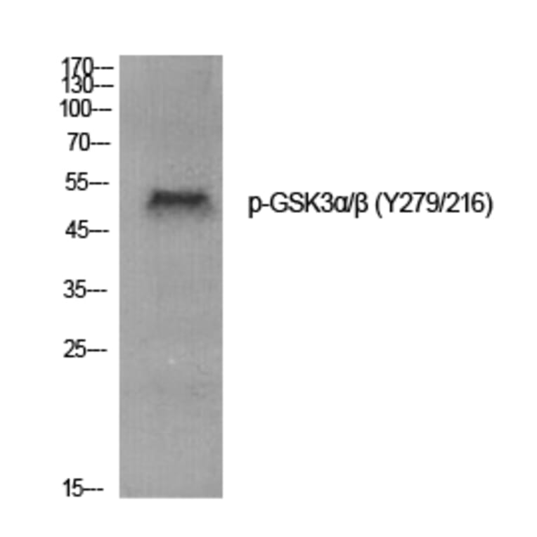 Western Blot - Anti-GSK3 alpha + beta (phospho Tyr279 + Tyr216) Antibody (A0012) - Antibodies.com