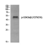 Western Blot - Anti-GSK3 alpha + beta (phospho Tyr279 + Tyr216) Antibody (A0012) - Antibodies.com