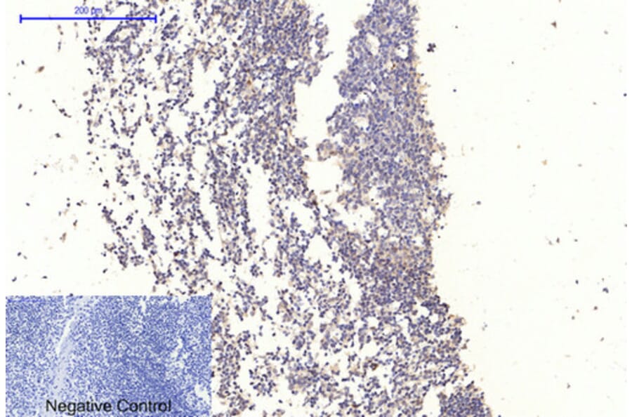 Immunohistochemistry - Anti-GSK3 alpha + beta (phospho Tyr279 + Tyr216) Antibody (A0012) - Antibodies.com