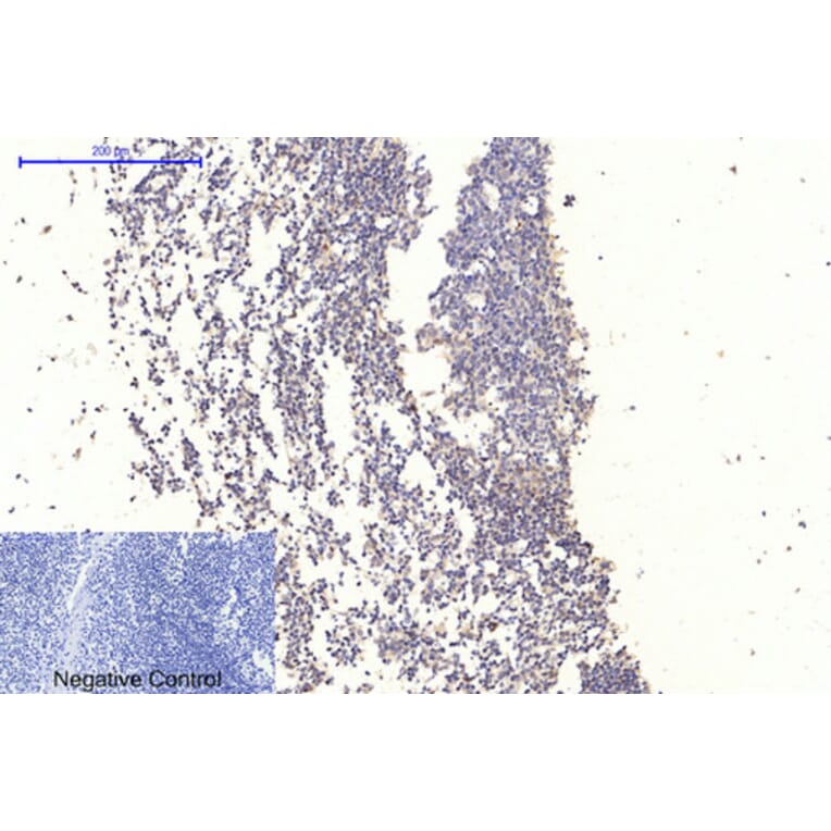 Immunohistochemistry - Anti-GSK3 alpha + beta (phospho Tyr279 + Tyr216) Antibody (A0012) - Antibodies.com