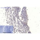 Immunohistochemistry - Anti-GSK3 alpha + beta (phospho Tyr279 + Tyr216) Antibody (A0012) - Antibodies.com