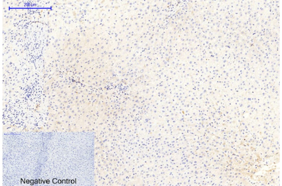 Immunohistochemistry - Anti-GSK3 alpha + beta (phospho Tyr279 + Tyr216) Antibody (A0012) - Antibodies.com
