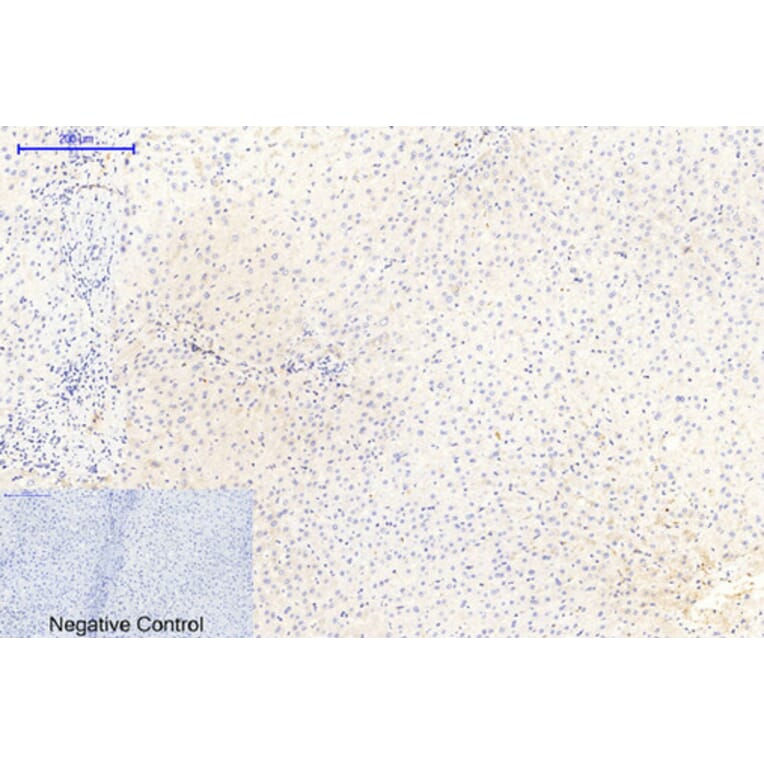 Immunohistochemistry - Anti-GSK3 alpha + beta (phospho Tyr279 + Tyr216) Antibody (A0012) - Antibodies.com