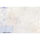 Immunohistochemistry - Anti-GSK3 alpha + beta (phospho Tyr279 + Tyr216) Antibody (A0012) - Antibodies.com