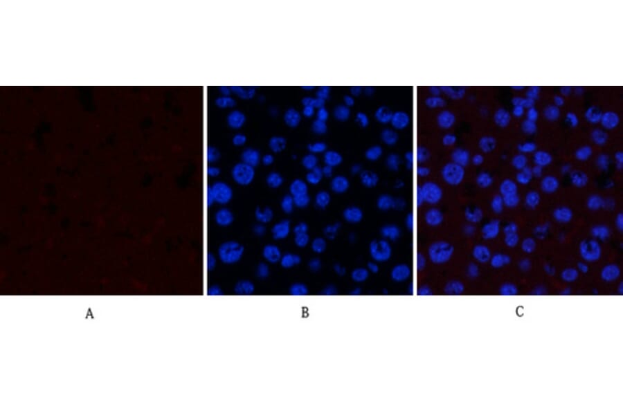 Immunofluorescence - Anti-GSK3 alpha + beta (phospho Tyr279 + Tyr216) Antibody (A0012) - Antibodies.com