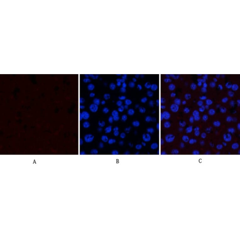 Immunofluorescence - Anti-GSK3 alpha + beta (phospho Tyr279 + Tyr216) Antibody (A0012) - Antibodies.com