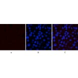 Immunofluorescence - Anti-GSK3 alpha + beta (phospho Tyr279 + Tyr216) Antibody (A0012) - Antibodies.com