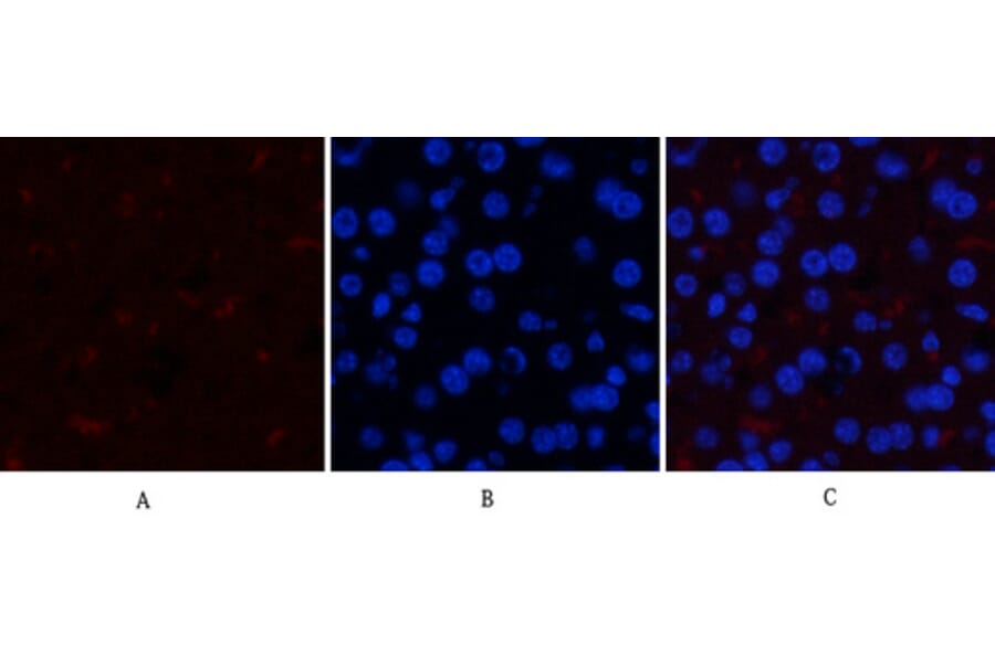 Immunofluorescence - Anti-GSK3 alpha + beta (phospho Tyr279 + Tyr216) Antibody (A0012) - Antibodies.com