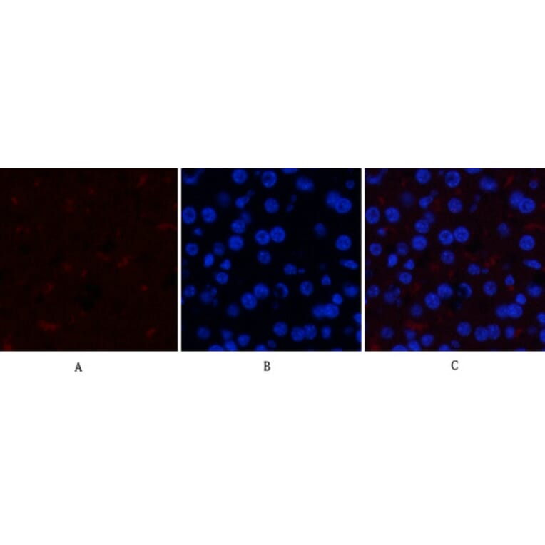 Immunofluorescence - Anti-GSK3 alpha + beta (phospho Tyr279 + Tyr216) Antibody (A0012) - Antibodies.com