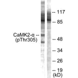 Western Blot - Anti-CaMK2 alpha + beta + delta (phospho Thr305) Antibody (A0005) - Antibodies.com