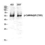 Western Blot - Anti-CaMK2 alpha + beta + delta (phospho Thr305) Antibody (A0005) - Antibodies.com